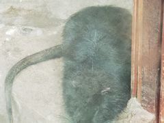 -上海大自然野生昆虫馆