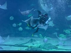 -烟台海昌鲸鲨海洋公园