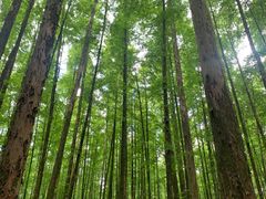 -山王坪喀斯特国家生态公园
