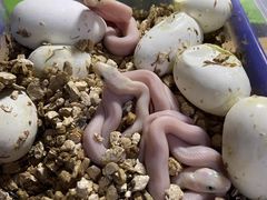 -酷以爬仙阁实体爬宠店·守宫·蜥蜴·专业繁育