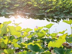 -荷塘月色湿地公园·向阳花洲