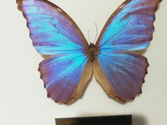 -上海昆虫博物馆