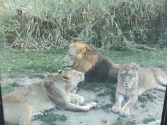 -北京野生动物园