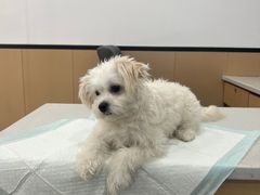 -贝利宠物医院·骨科·眼科·肿瘤转诊中心(南坪诊疗中心)