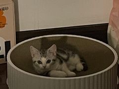 -欣宠猫屋·矮脚拿破仑·蓝金金渐层