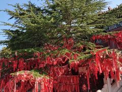 -龙口南山旅游景区