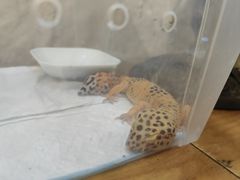 -吉丁鸟咖·异宠·寄养