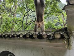 -黔灵山公园