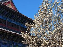 -护国法轮寺