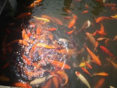 -西湖外事游船(花港观鱼码头)