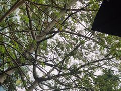 -星巴克(深圳侨城街店)