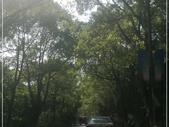 -东平国家森林公园