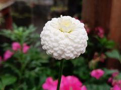 -木王宴语·野生鲜菌火锅(玉河店)