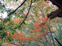 -天目山大树王景区