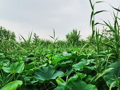 -白洋淀风景区