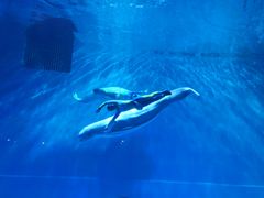 -芜湖新华联大白鲸海洋公园