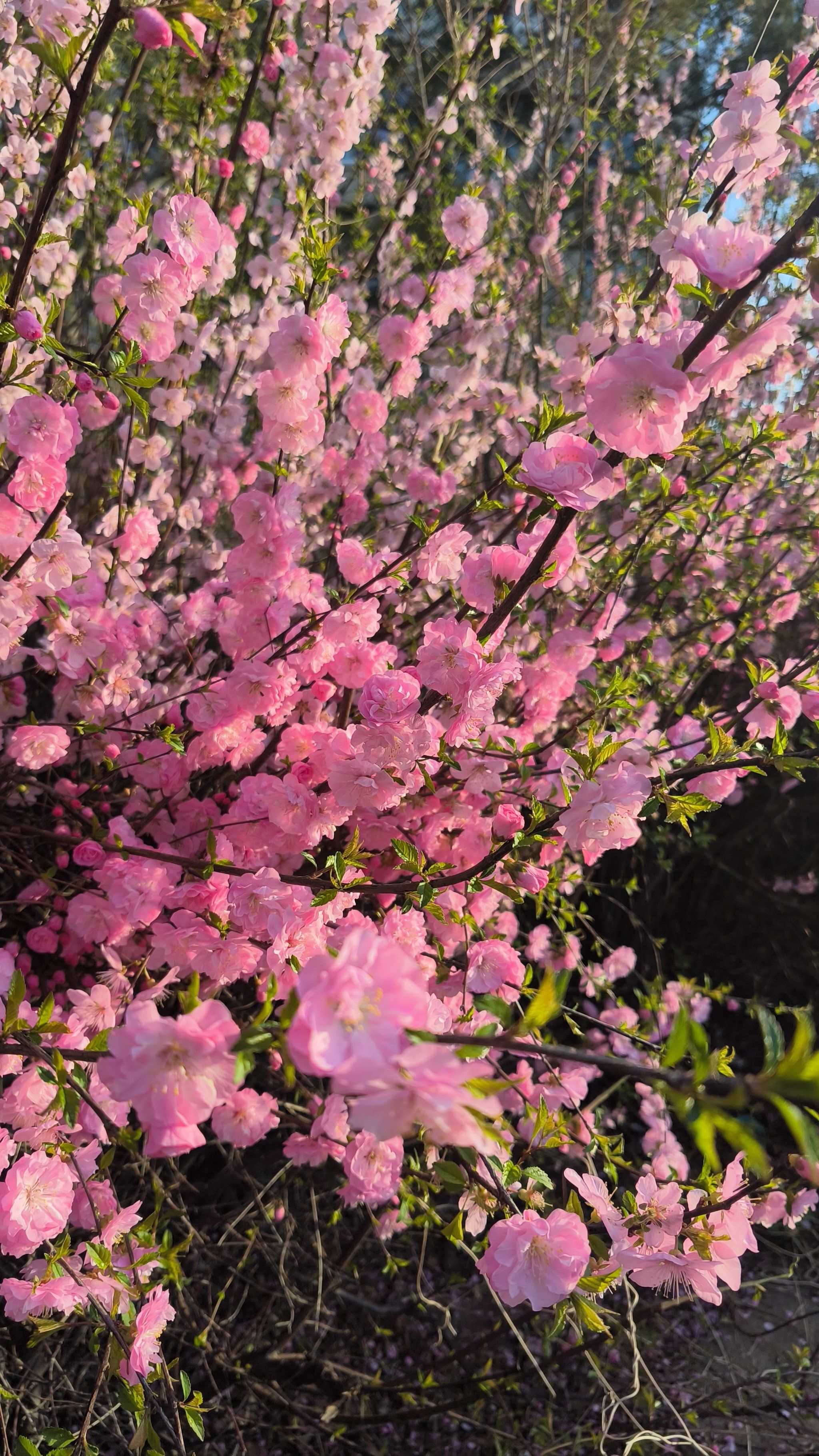 山花烂漫的春天,正是踏青好时节