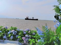 -上海滨江森林公园