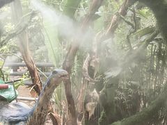 -呀路古热带植物园