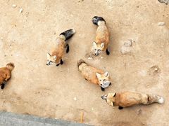 -西霞口神雕山野生动物世界