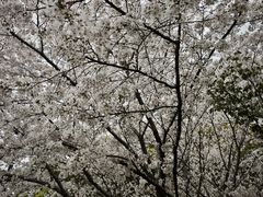 -杨高南路(地铁站)