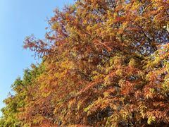 -上海海湾国家森林公园