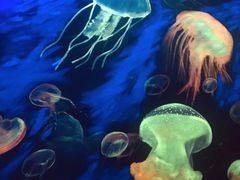 -成都浩海立方海洋公园