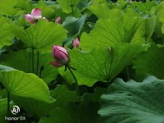 -华雅花园大酒店