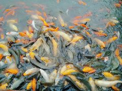 -白洋淀景区