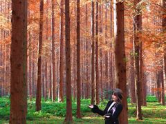 -黄海国家森林公园