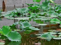 -荔湾湖公园