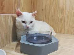 -屋虎猫馆(宝安大仟里店)