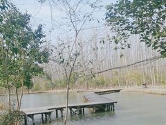 -合肥滨湖国家森林公园