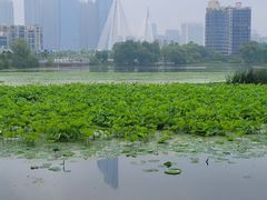 -月湖风景区