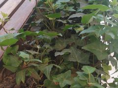 -星巴克(深圳世纪汇分店)