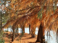 -上海海湾国家森林公园