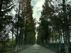 -上海长兴岛郊野公园