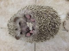 -富记鱼蛋粉(西村店)