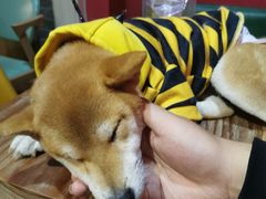 -猫色咖啡·猫咖