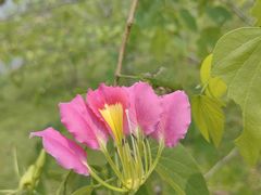 -中国科学院西双版纳热带植物园