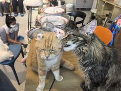 -平行世界·猫咖(首经贸店)