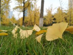 -重庆市江北嘴中央商务区中央公园