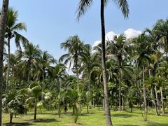 -中国科学院西双版纳热带植物园
