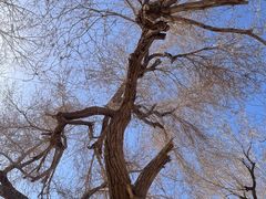 -敦煌莫高窟
