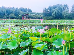 -东郊湿地公园