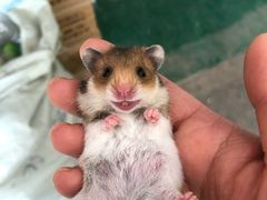 -钓仓鼠(洋桥北里小区店)