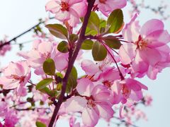 -铁山坪森林公园