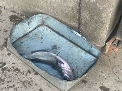 -姥家大锅台水库渔家
