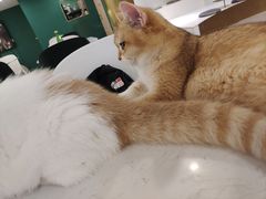 -飞行喵MR PILOT|猫舍·猫咖(静安大融城店)