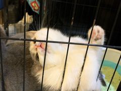 -松果猫咖(桐乡吾悦金街店)